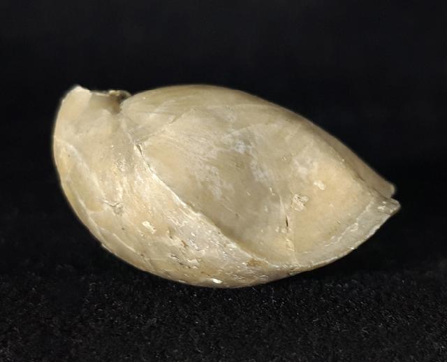 Sellithyris subsella LEYMERIE 1846 - Bild © FossNet FossilienStore